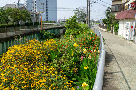 あじさい-2008052