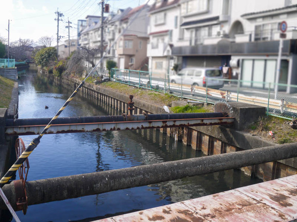 桜木町サギ2021年1月-5