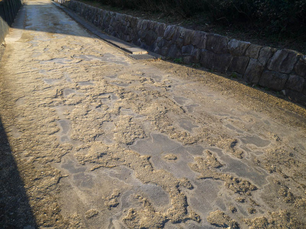 寝屋川公園 遊歩道 舗装工事2021年1月-5