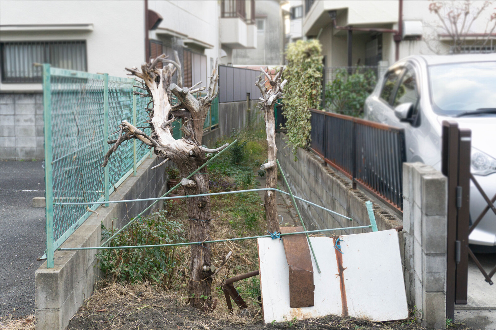 錦町で いあいぎり で切れそうな木を見つけた 寝屋川珍百景 寝屋川つーしん