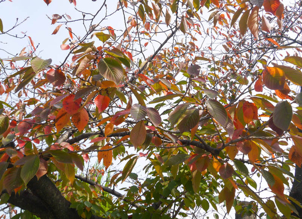 タコ公園 紅葉2020年11月-2