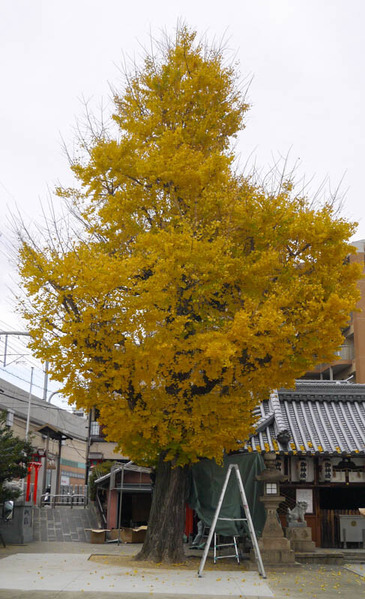 住吉神社 イチョウ2020年12月-1