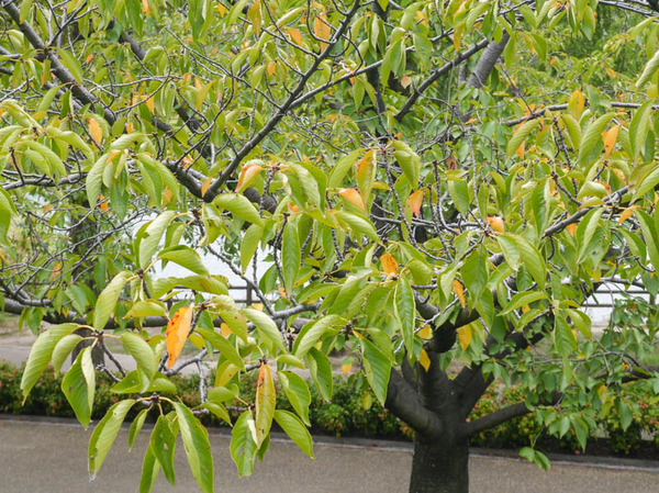 打上川治水緑地 桜並木 2020年9月-2