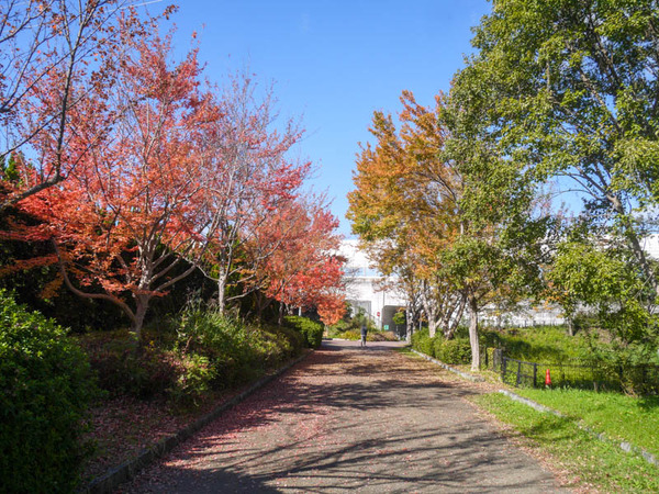 寝屋川公園　紅葉2020年11月-1