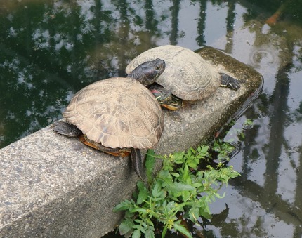 亀の甲羅干し2