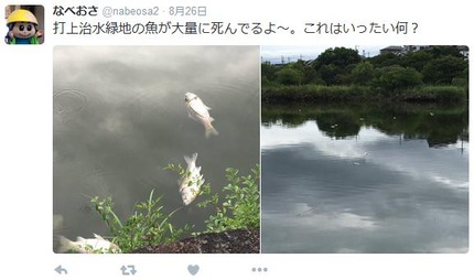 打上川治水緑地で見つかった魚の死骸