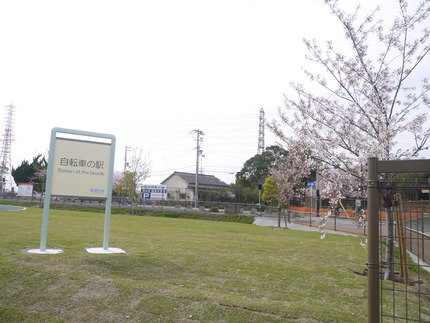 看板と桜の木1