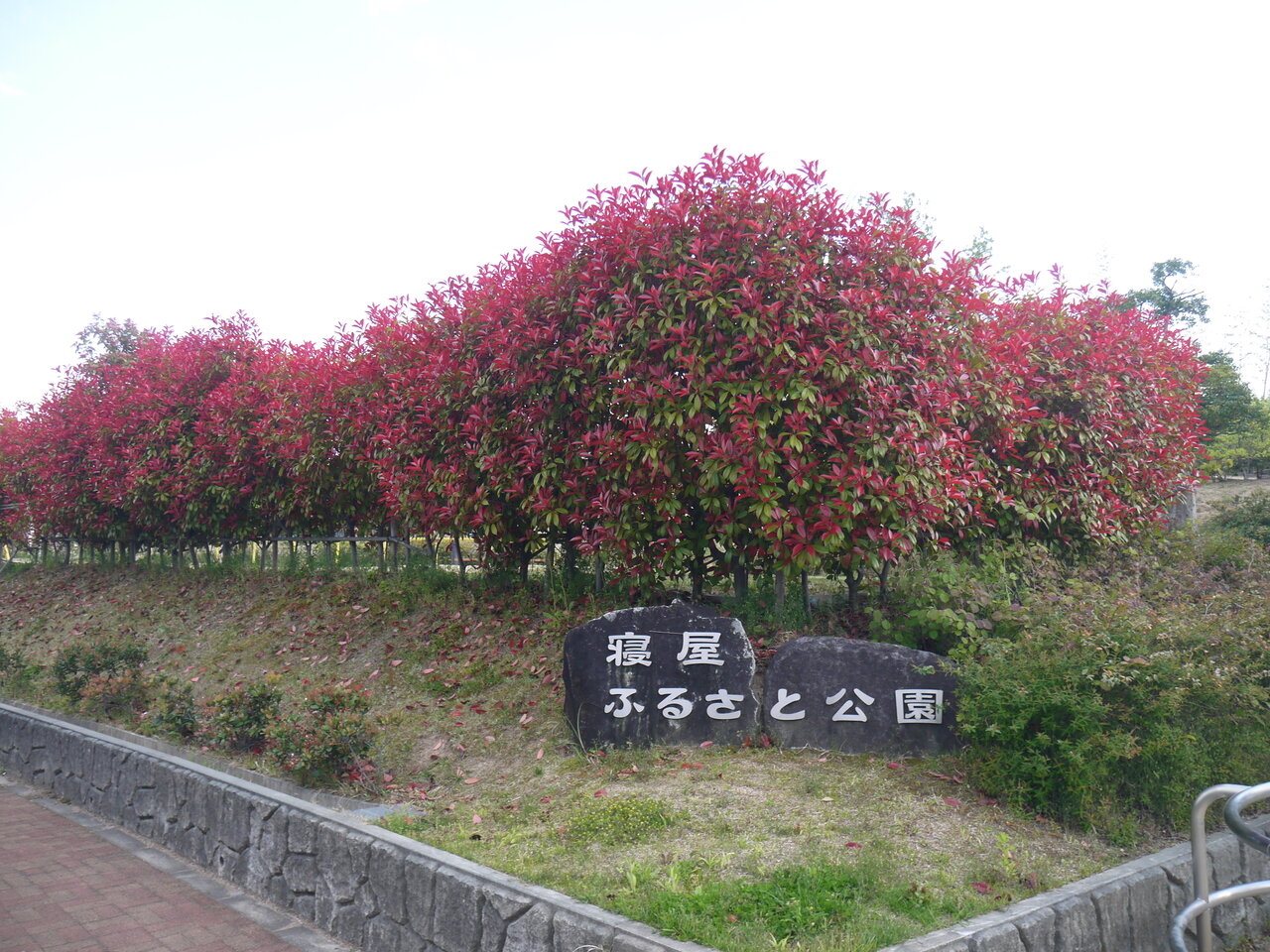 寝屋ふるさと公園で見られるレッドロビン の赤い葉っぱ プチフォト 寝屋川つーしん