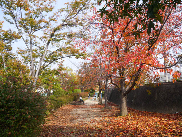 タコ公園 紅葉2020年11月-6