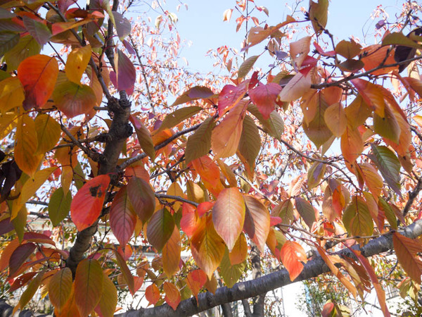 初本町公園 紅葉2020年11月-8