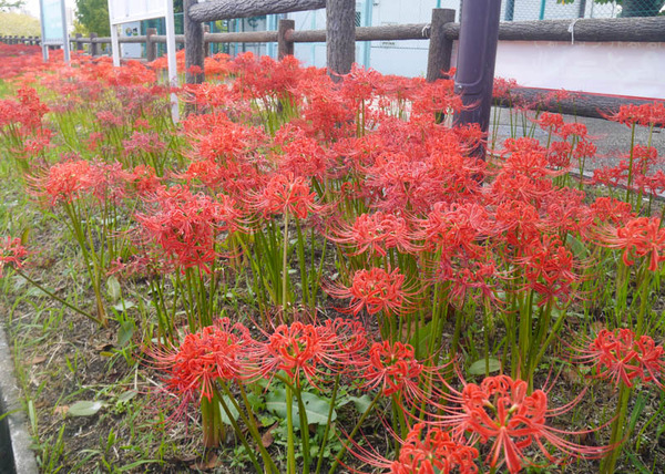 彼岸花 打上川治水緑地 2020年10月1日-1