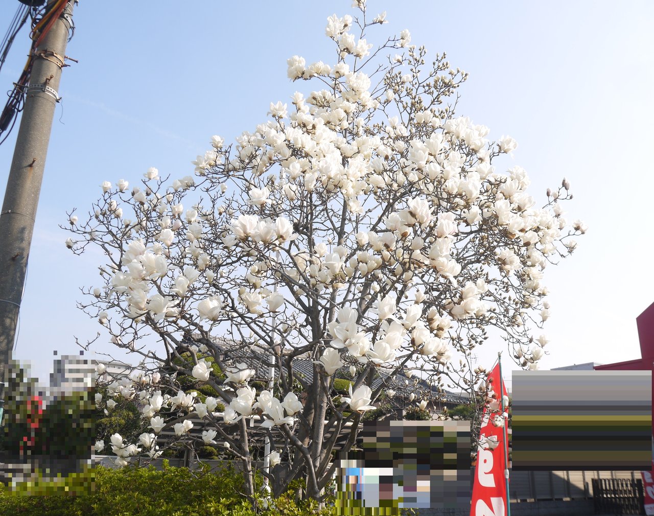 木田町のアカカベに咲くハクモクレンの白い花 寝屋川つーしん