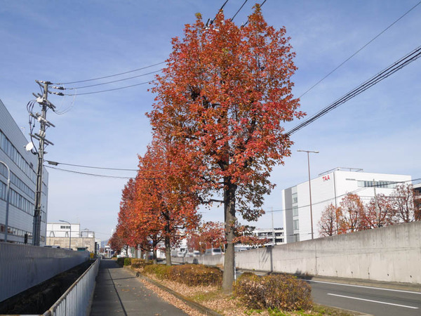 仁和寺本町 紅葉2020年12月-4