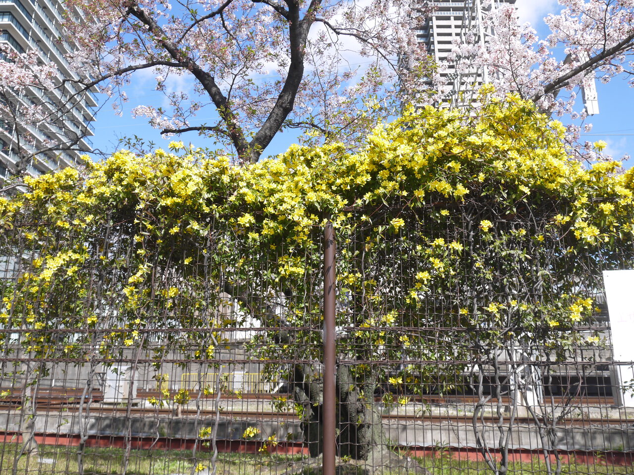 香里園駅西口の線路沿いに黄色い花が咲いてる 寝屋川つーしん