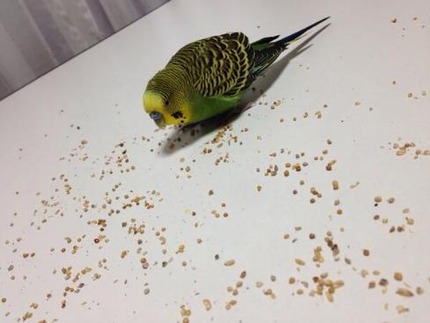 セキエイインコ