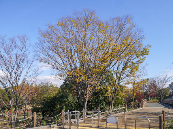 打上川治水緑地 紅葉 2020年12月-6