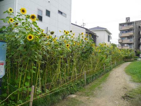 大利公園　向日葵-5