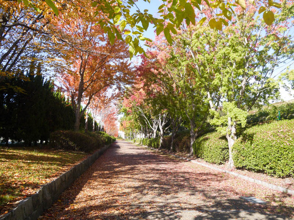 寝屋川公園　紅葉2020年11月-3