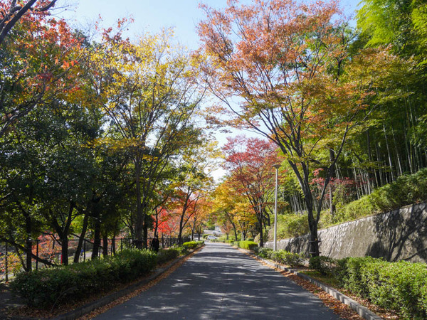 寝屋川公園　紅葉2020年11月-13