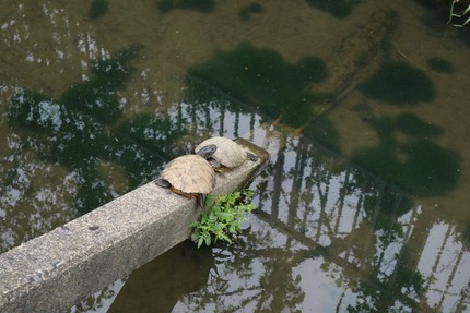 亀の甲羅干し1