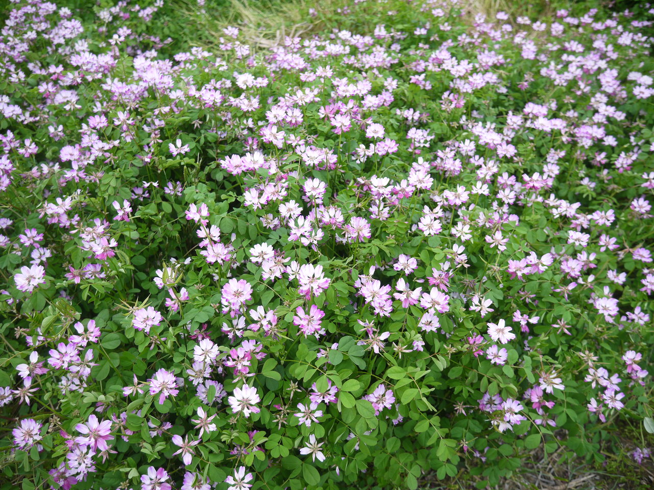 レンゲの花が咲き誇る開放農地 今年は寝屋川市内に12 6haもあるみたい 寝屋川つーしん